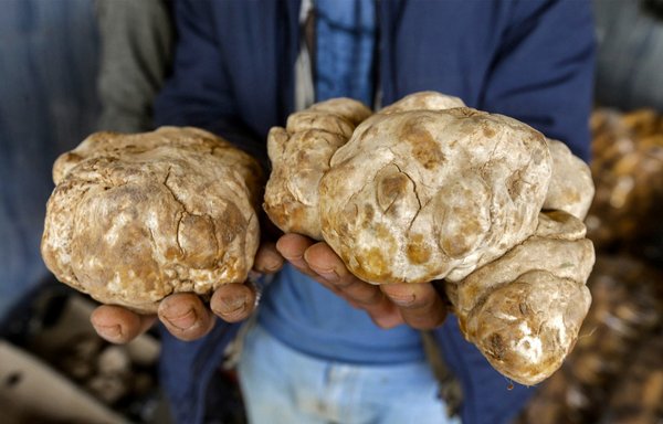 A merchant presents desert truffles at a market stall in the city of Hama on March 6. Truffles of different types and sizes are collected at great personal risk. [Louai Beshara/AFP]